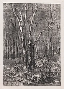 Woods in the Park near Monza