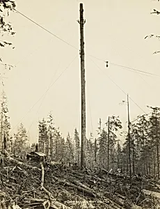 Yarding Logs with Spartree and Donkey Engine, Washington