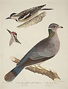 Young Yellow-bellied Woodpeckers and Band-tailed Pigeon