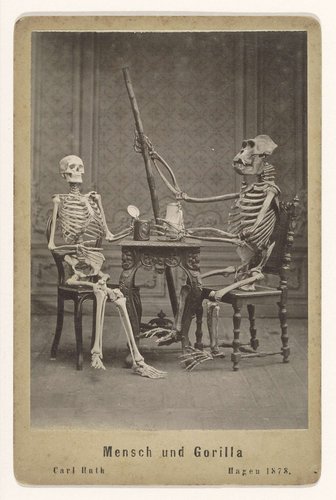 Enscenering van skeletten van een mens en van een gorilla aan tafel by Carl Huth