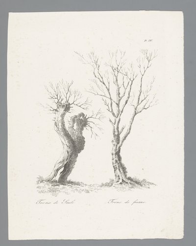 Études d'arbres