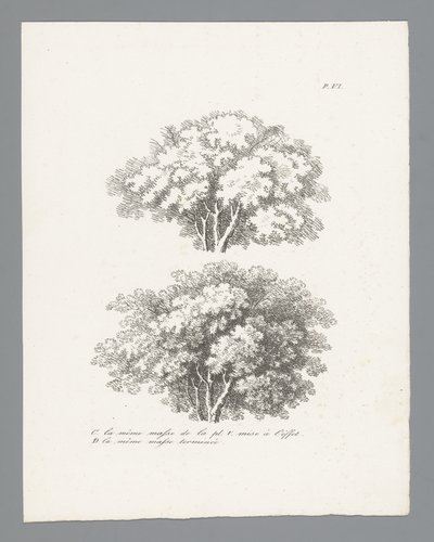 Études d'arbres