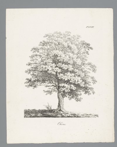 Études d'arbres