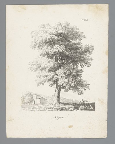 Walnotenboom