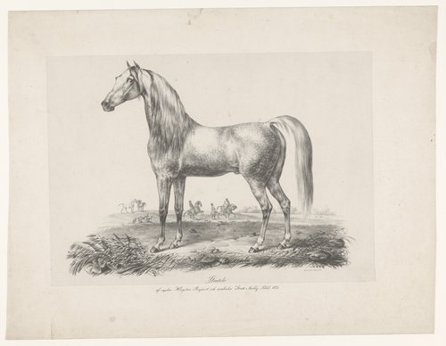 Paard