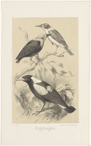 Orgelvogels