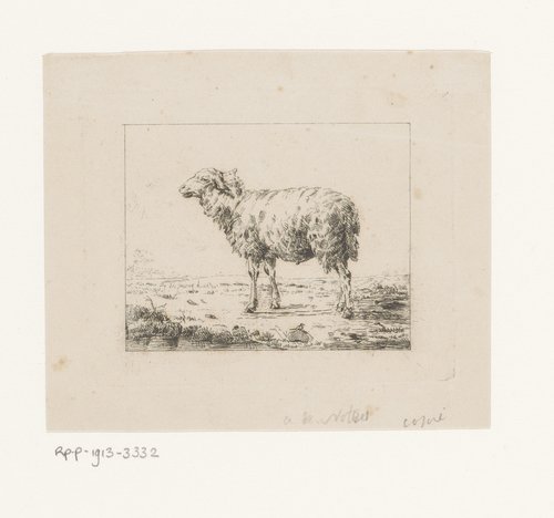 Schaap