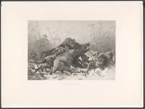 Wilde zwijnenjacht met honden