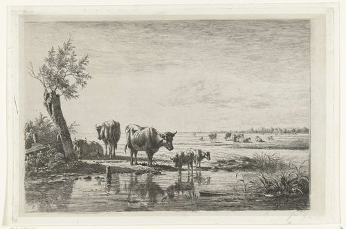 Weidelandschap met koeien bij water