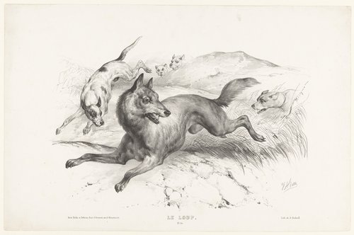 Le loup by Victor Adam