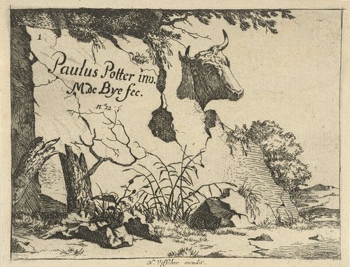 Kop van rund achter rots