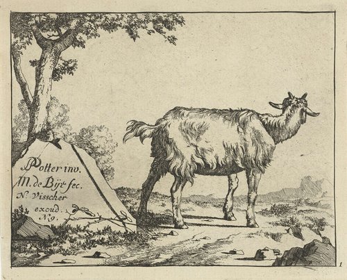 Staande geit van achter gezien