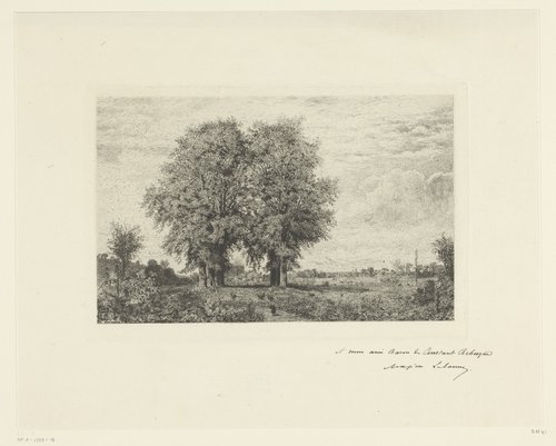 Landschap met hoge bomen