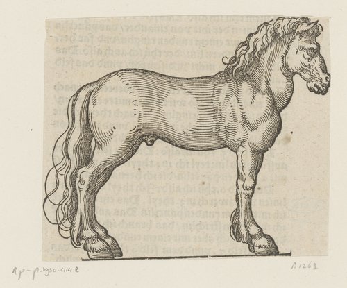 Model voor een paard