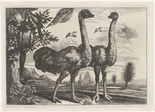 Twee struisvogels en enkele papegaaien