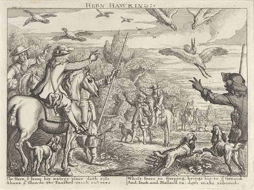 Valkenjacht op reigers en eenden