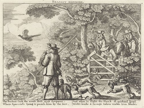 Valkenjacht op fazanten