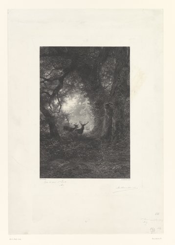 Herten in een bos
