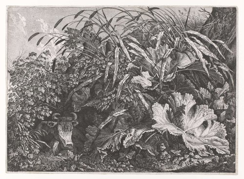 Planten en liggend rund