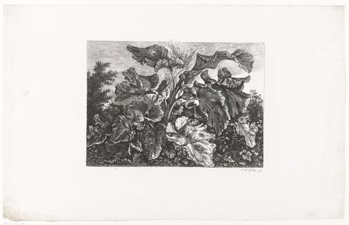 Bladeren van de grote klit