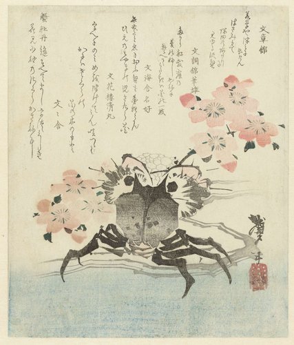 Krab met kersenbloesem