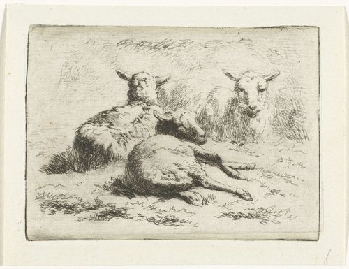 Drie liggende schapen