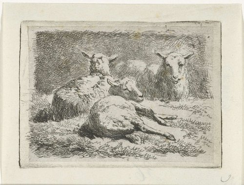 Drie liggende schapen
