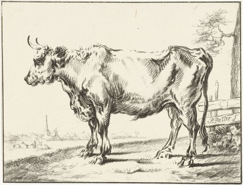 Staande os