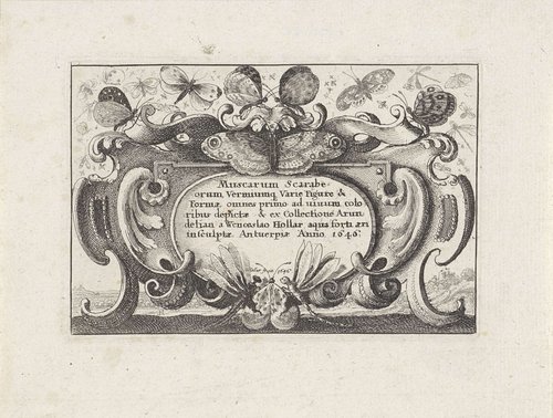Titelprent in cartouche voor een serie met verschillende insecten by Wenceslaus Hollar