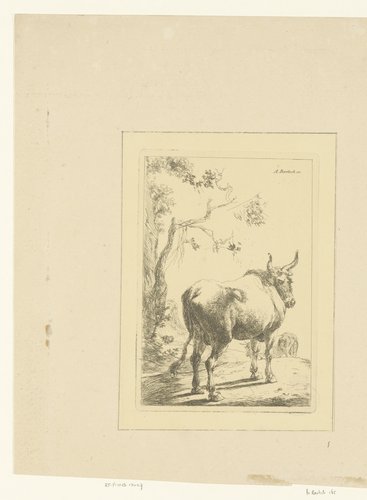 Stier van achteren gezien