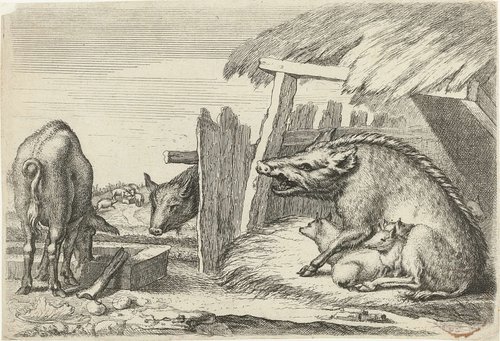 Zwijnen bij een hok