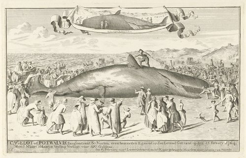 Aangespoelde potvis bij Egmond aan Zee, 1764