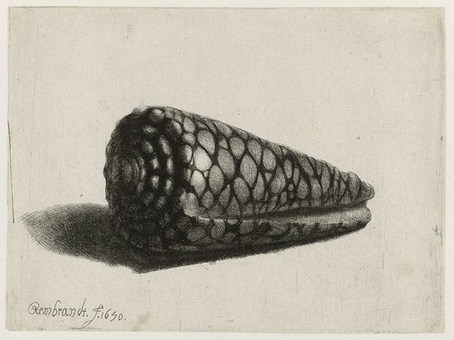 De schelp by Rembrandt van Rijn