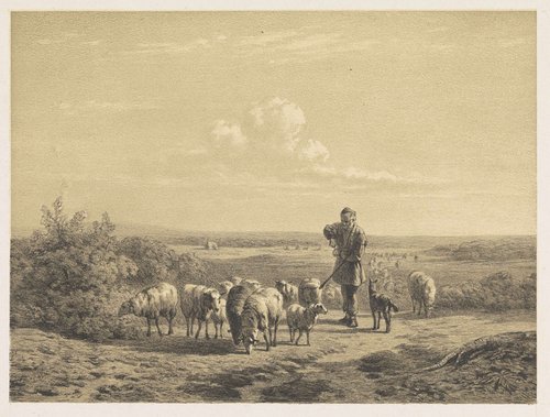 Herder met zijn schapen op de hei