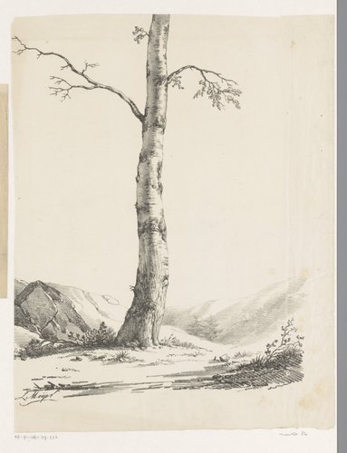 Berkenstam in heuvelachtig landschap