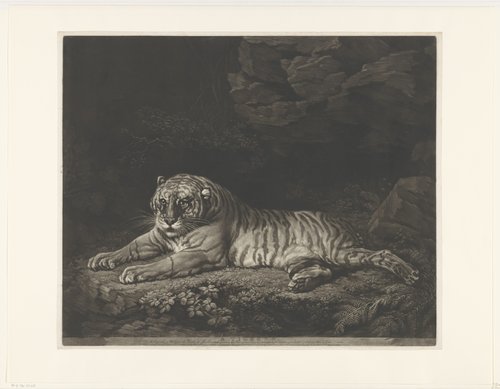 A Tigress