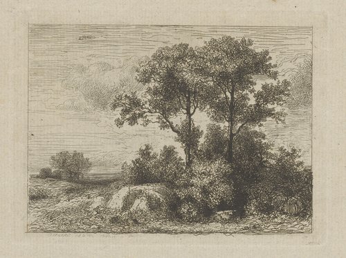Twee bomen in het struikgewas