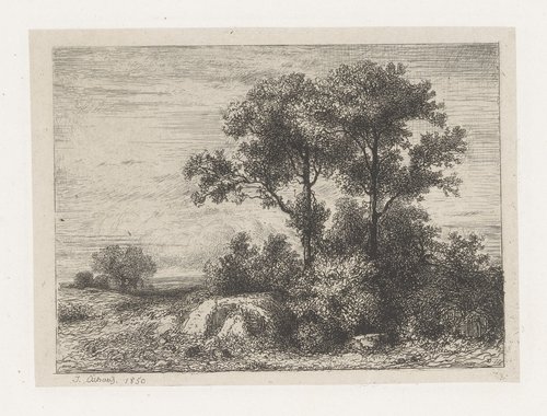 Twee bomen in het struikgewas