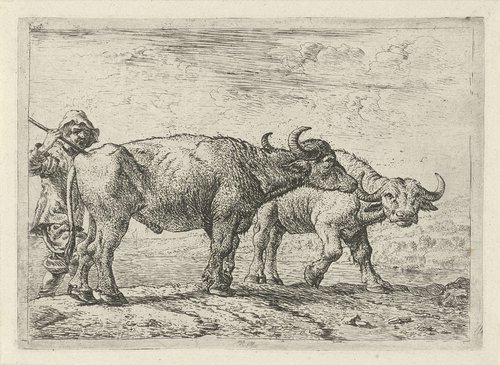 Twee buffels en een herder