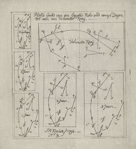 Schematische weergave van liggende koeien van verschillende leeftijden