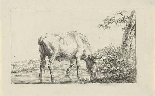 Drinkende stier