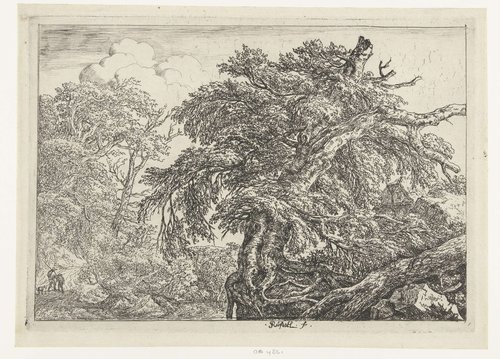 De grote beuk