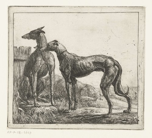Verschillende dieren