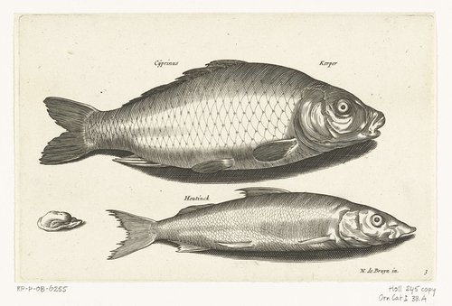 Zoetwatervissen, zeevissen, kikkers, schaaldieren en zeewezens by anonymous