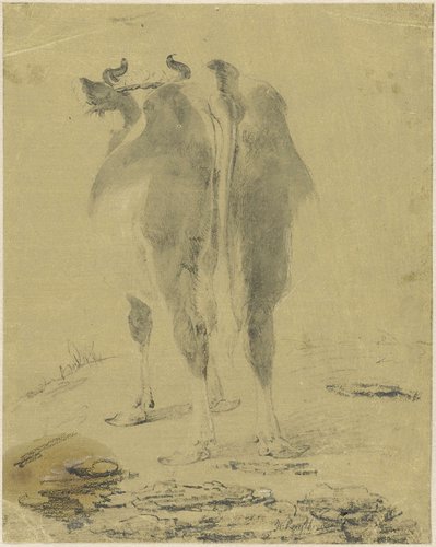 Staande koe, van achteren