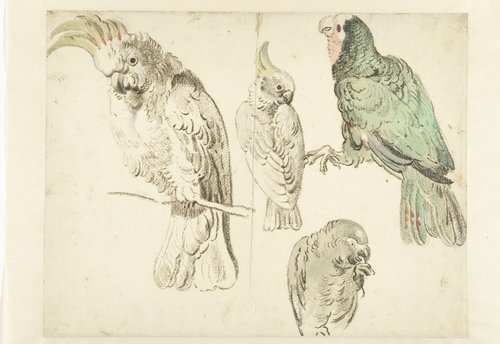 Vier studies van kaketoes