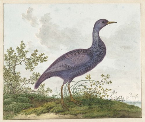 Spotted Crake (Porzana porzana) ?
