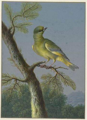 Groenling
