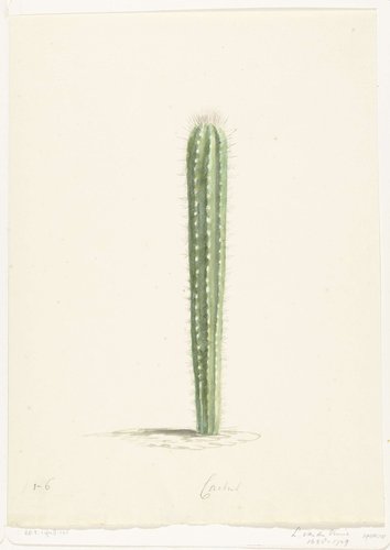 Cactus