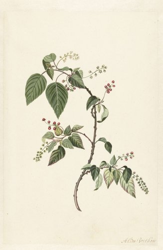 Nandina (Nandina domestica)